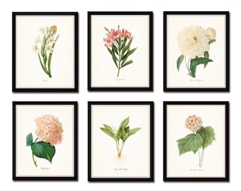 Botanical Garden Print Set No. 10, French Botanical Prints, Giclee, Art Prints, Antique Botanical Prints, Flower Prints, Pink, White, Floral