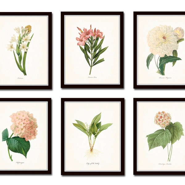 Botanical Garden Print Set No. 10, French Botanical Prints, Giclee, Art Prints, Antique Botanical Prints, Flower Prints, Pink, White, Floral