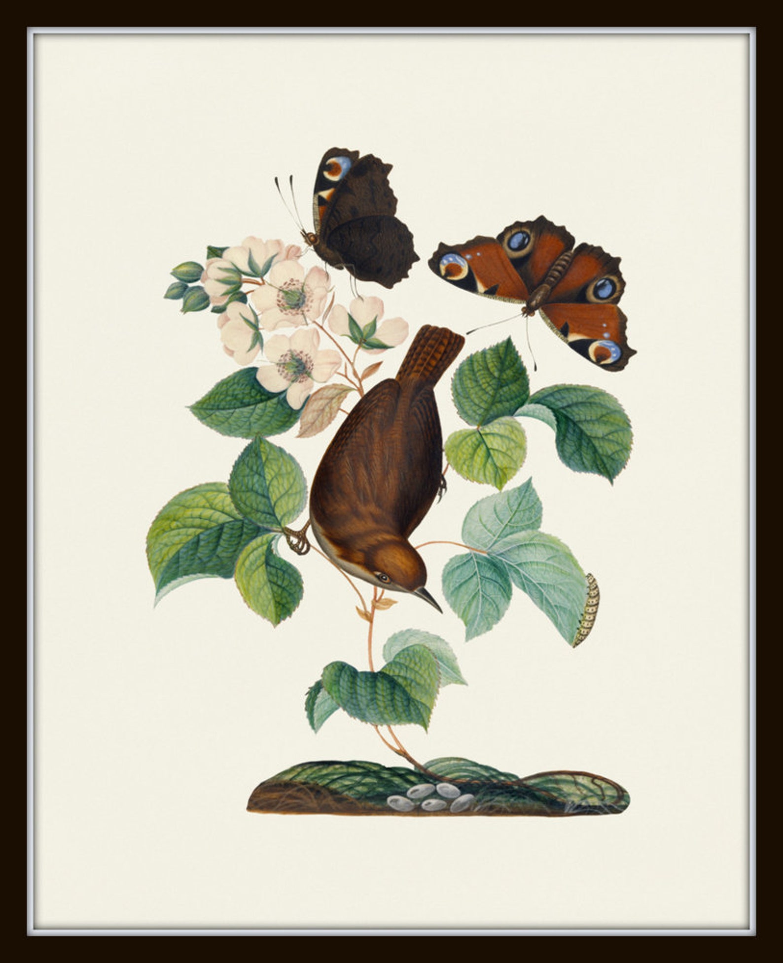 Vintage Bird and Butterfly Print Set No. 1, Botanical Prints, Vintage ...
