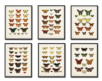 Vintage Butterfly Print Set 1, Art, Print, Giclee, Nature Prints, Natural History Art, Butterfly Prints, Scientific Illustration, Insect Art
