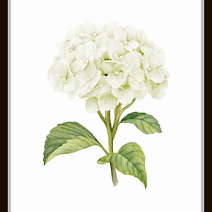White Watercolor Hydrangea Print Set No. 1, Giclee, Botanical Print Set, Hydrangea Print Set, Watercolor Flower Prints, White Flower Prints image 2