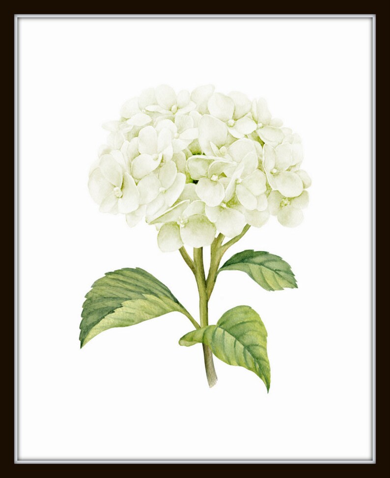 White Watercolor Hydrangea Print Set No. 1, Giclee, Botanical Print Set, Hydrangea Print Set, Watercolor Flower Prints, White Flower Prints image 2