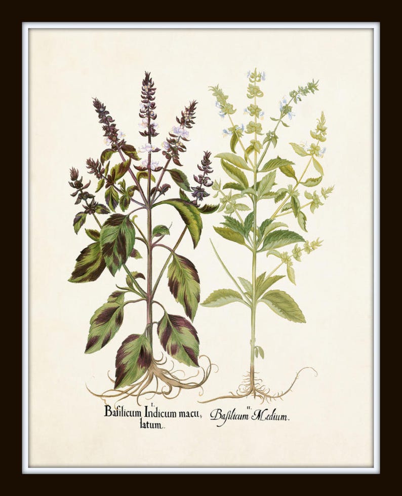 Antique Herbs Print Set No. 29, Herb Prints, Botanical Prints, Kitchen Wall Decor, Botanical Print Set, Kitchen Art, Wall Art, Print Sets image 6