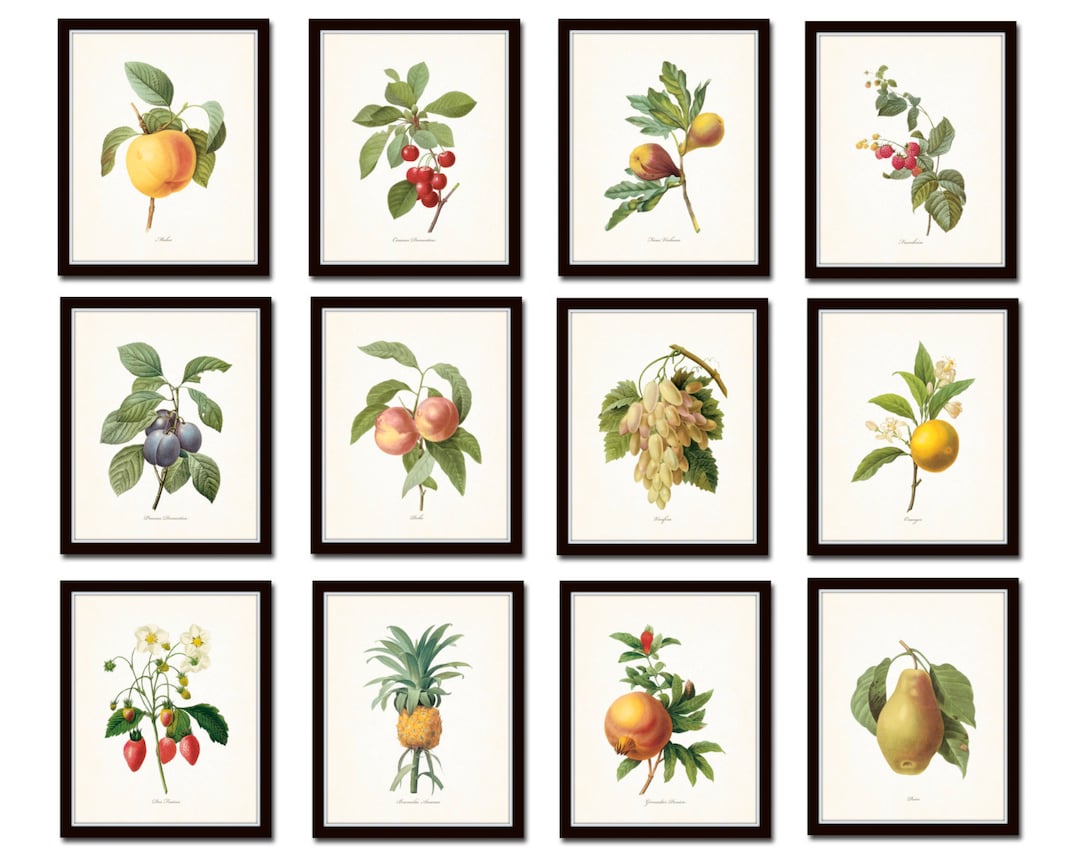 Antique Fruit Prints, Redoute Fruit Prints, Kitchen Art, Giclee, Art