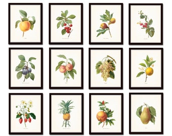 Antique Fruit Prints, French Fruit Prints, Kitchen Art, Giclee, Art Prints, Home Decor, Wall Art, Botanical Prints, Vintage Fruit Prints