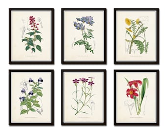 English Garden Botanical Print Set No. 5, Giclee, Art Print, Vintage Botanicals, English Flower Prints, Illustration, Collage, Flower Prints