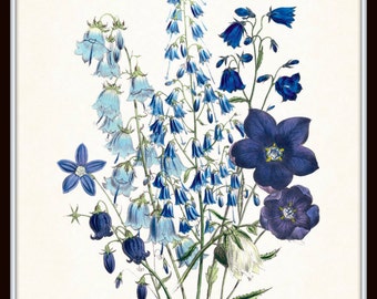 Fleurs De Jardin Print Set No. 6, Vintage Botanical Prints, Giclee