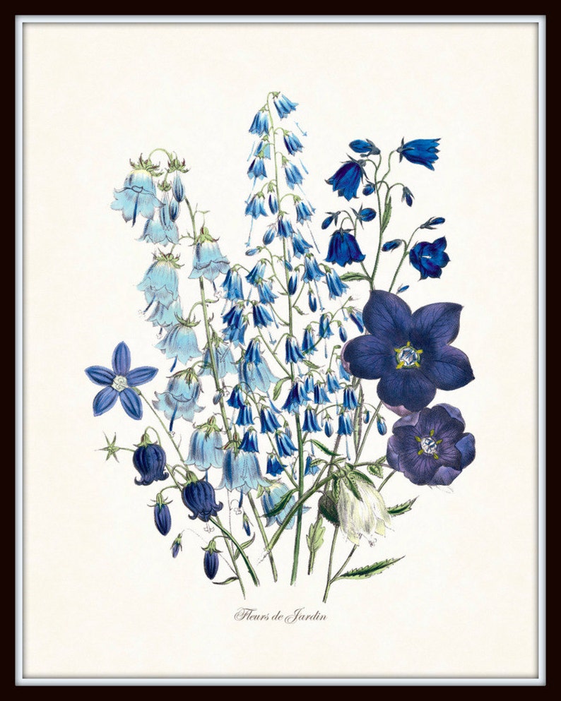 May include: A framed botanical print featuring a collection of blue and purple flowers. The illustration includes various flower types, with detailed depictions of petals and stems. The text "Fleurs de Jardin" is at the bottom of the print.