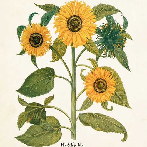 Antique Sunflower Print Set No. 4 Botanical Print Botanical - Etsy