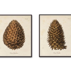 Vintage Pinecone Print Set, Giclee, Art Print, Botanical Print Set, Conifer Prints, Rustic Cabin Art, Woodland Art, Botanical Prints image 1