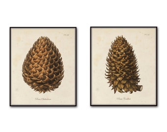 Vintage Pinecone Print Set, Giclee, Art Print, Botanical Print Set, Conifer Prints, Rustic Cabin Art, Woodland Art, Botanical Prints