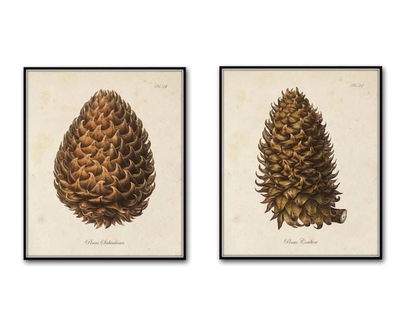 Vintage Pinecone Print Set, Giclee, Art Print, Botanical Print Set, Conifer Prints, Rustic Cabin Art, Woodland Art, Botanical Prints image 1