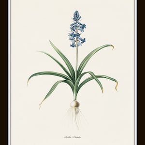 Blue Botanical Print Set No. 27, Redoute Botanical Prints, Blue Flower Prints, Wall Decor, Botanical Print Set image 5