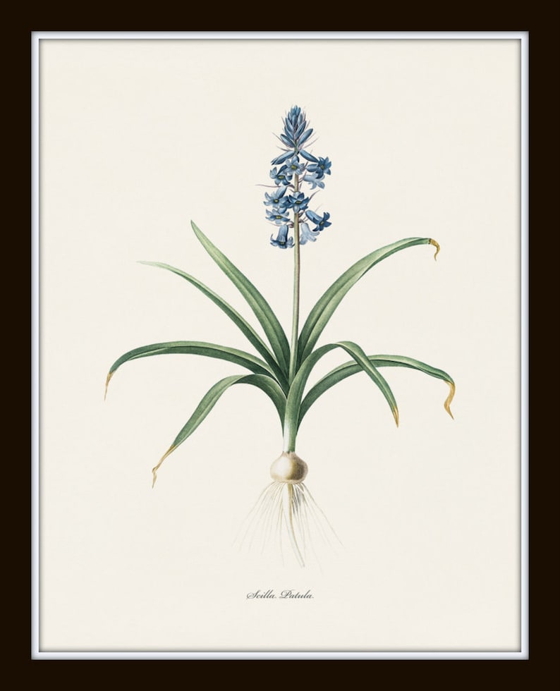 Blue Botanical Print Set No. 27, Redoute Botanical Prints, Blue Flower Prints, Wall Decor, Botanical Print Set image 5
