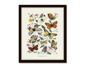 French Butterfly Print No. 1, Botanical Print, Vintage Butterfly Art, Art Print, Insect Print, Natural History Art, Wall Art, Home Decor