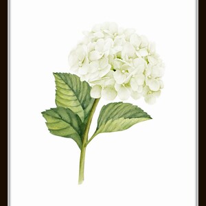 White Watercolor Hydrangea Print Set No. 1, Giclee, Botanical Print Set, Hydrangea Print Set, Watercolor Flower Prints, White Flower Prints image 4