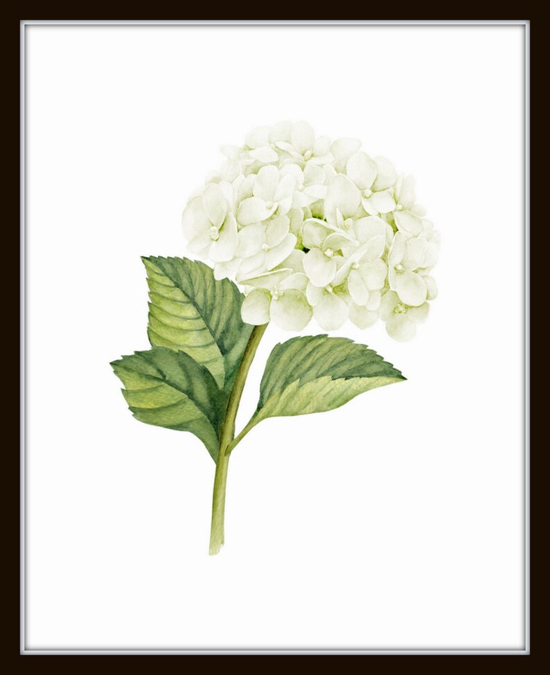 White Watercolor Hydrangea Print Set No. 1, Giclee, Botanical Print Set, Hydrangea Print Set, Watercolor Flower Prints, White Flower Prints image 4