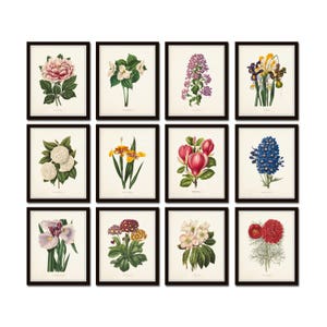 Botanical Garden Print Set No. 21, Botanical Print Set, Botanical Art, Botanical Prints, Giclee, Wall Art, Farmhouse Art, Vintage Botanical