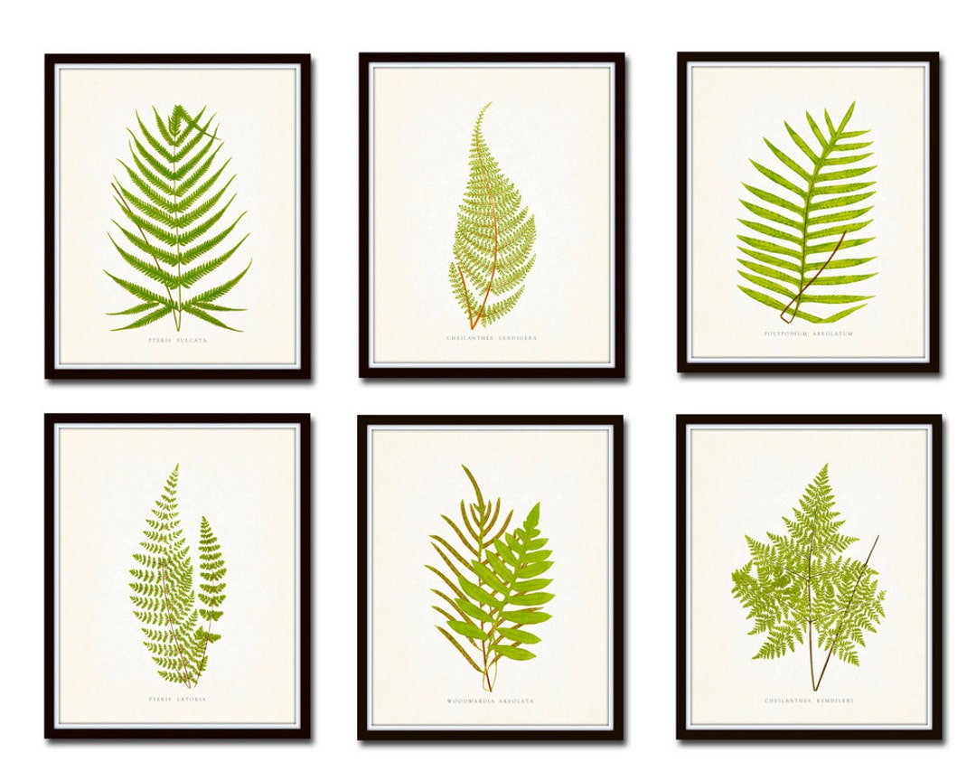 Vintage Ferns Print Set No. 1, Botanical Prints, Giclee, Art Print ...