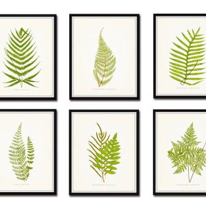 Vintage Ferns Print Set No. 1, Botanical Prints, Giclee, Art Print, Antique Botanical Prints, Wall Art, Fern Prints, Woodland, Leaf Prints