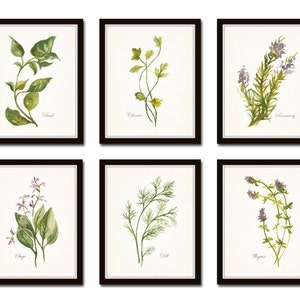 Watercolor Herbs Print Set No. 1, Botanical Prints, Giclee, Art, Herb Prints, Kitchen Art, Botanical Print Set, Herbs, Watercolor Art image 1