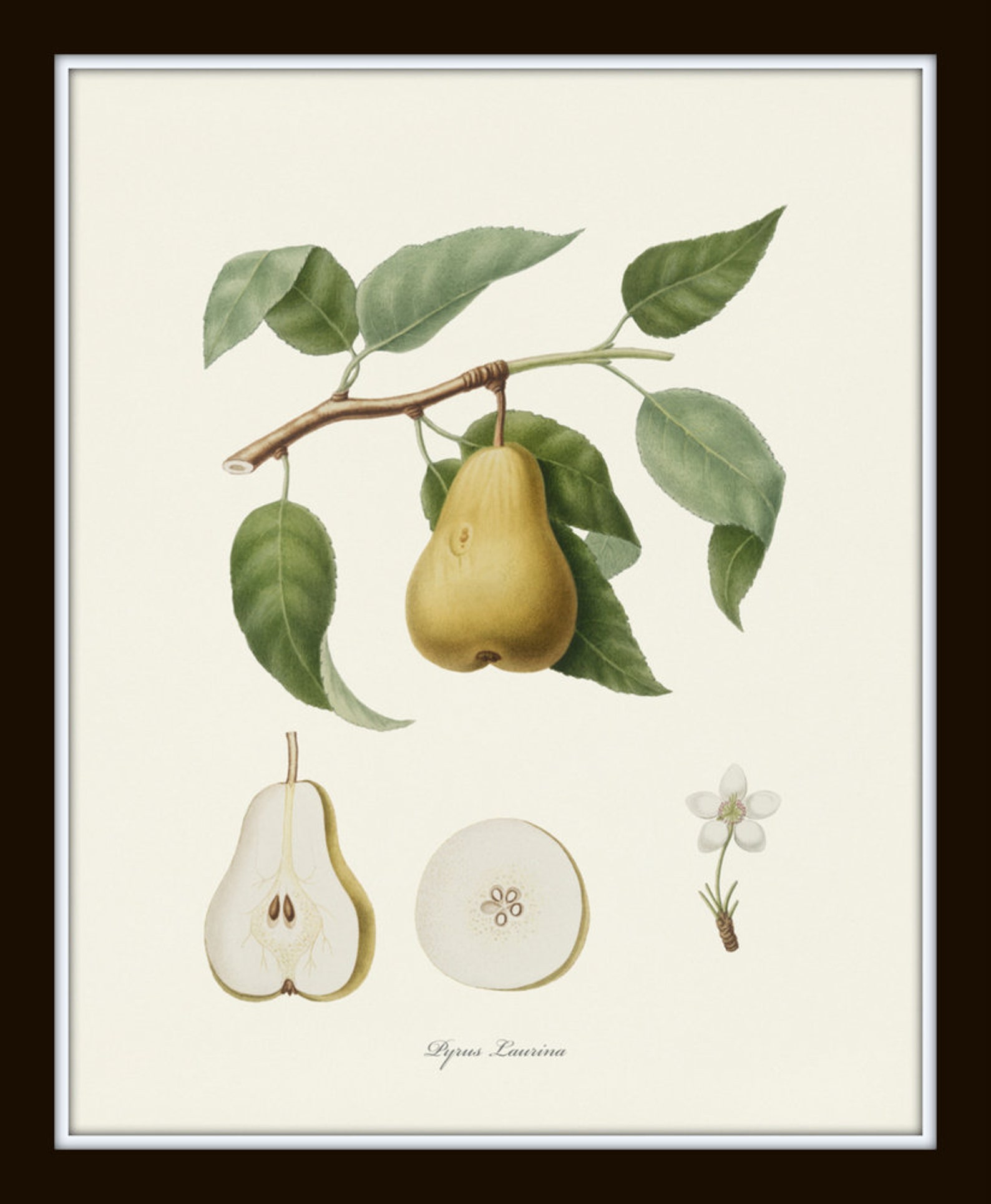 Vintage Pears Print Set Pear Prints Wall Decor Vintage Etsy