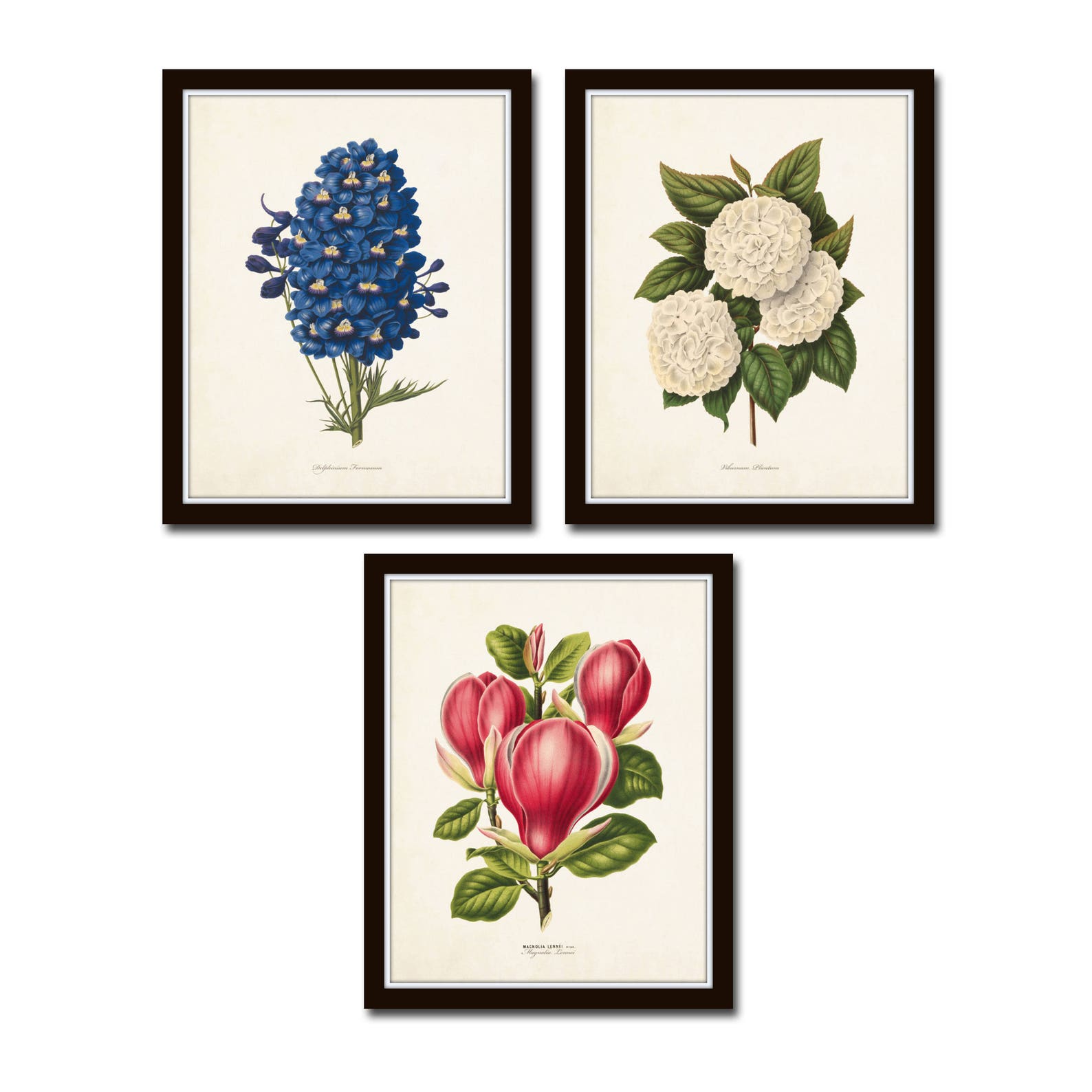 Botanical Garden No. 18 Print Set Botanical Prints Etsy