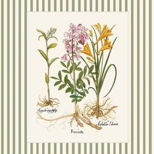 May include: A vintage botanical illustration featuring three different types of flowers: a pink and white flower with the text "Fraxinella", a yellow flower with the text "Asphodelus albus", and a white flower with the text "Epipactis angustifolia".