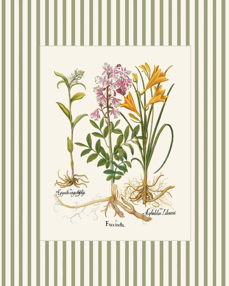 May include: A vintage botanical illustration featuring three different types of flowers: a pink and white flower with the text "Fraxinella", a yellow flower with the text "Asphodelus albus", and a white flower with the text "Epipactis angustifolia".