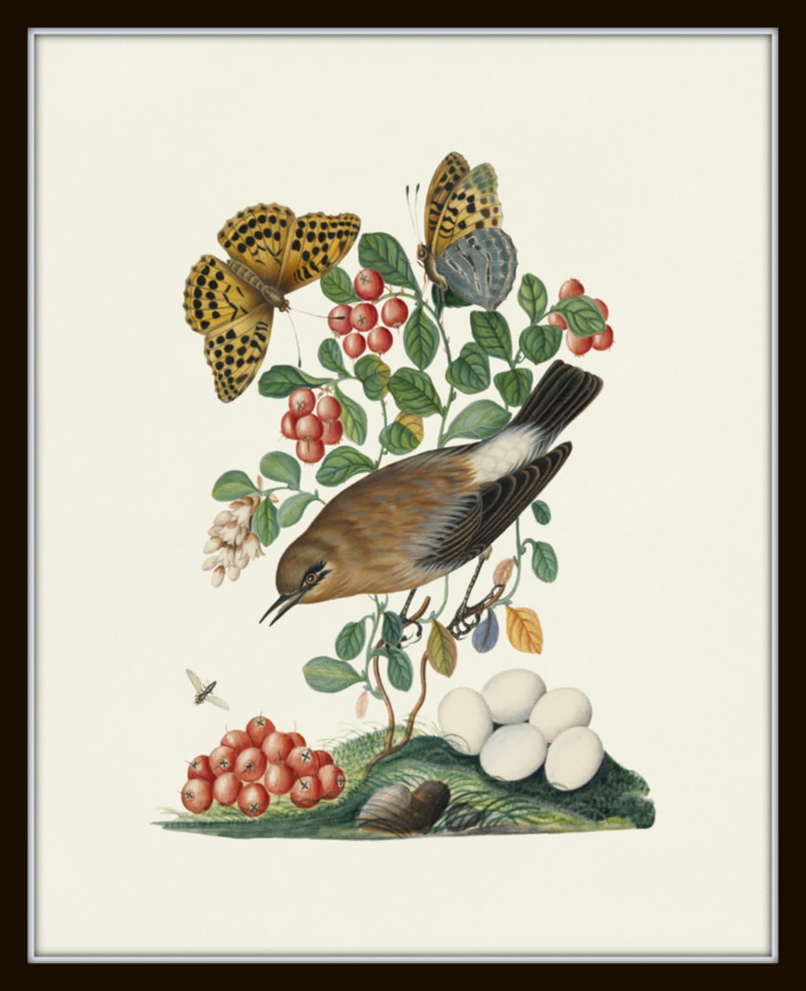 Vintage Bird and Butterfly Print Set No. 1, Botanical Prints, Vintage ...