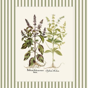 Op de afbeelding: Een vintage botanische illustratie van twee soorten basilicum, met de Latijnse namen "Basillicum Indicum maculatum" en "Basillicum Medium" eronder.