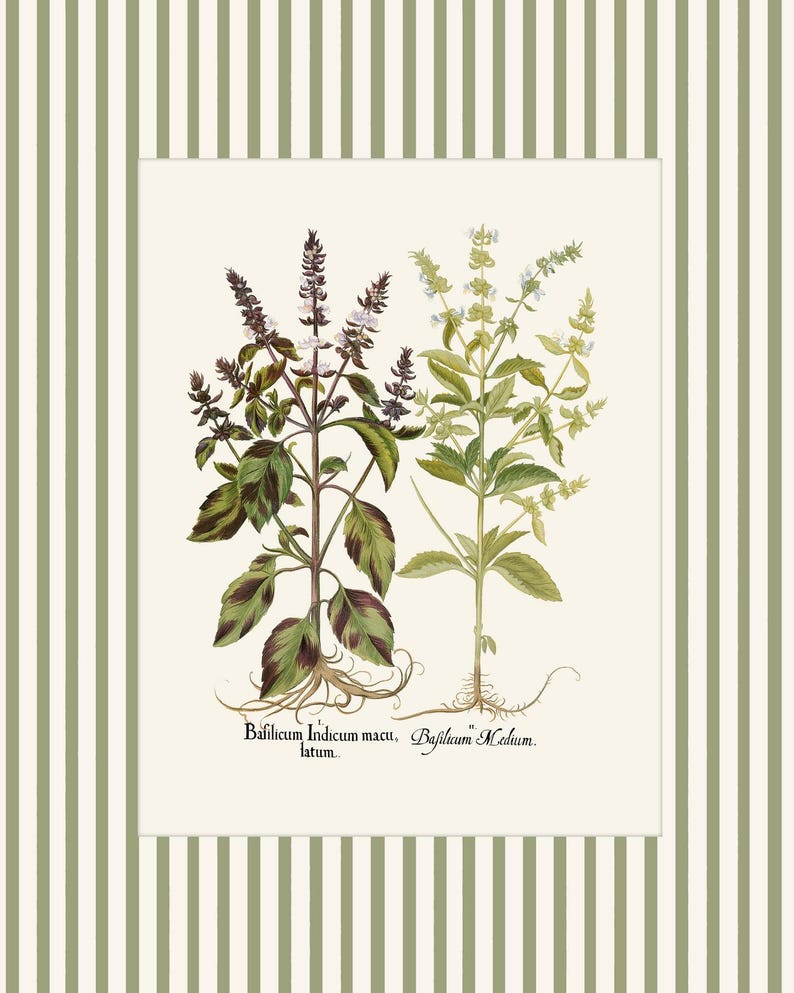 Op de afbeelding: Een vintage botanische illustratie van twee soorten basilicum, met de Latijnse namen "Basillicum Indicum maculatum" en "Basillicum Medium" eronder.
