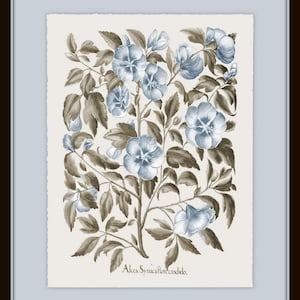 Vintage Sepia and Blue Botanical Print Set No. 3, Botanical Art, Vintage Botanical Prints, Wall Art, Collage Art, Home Decor image 5