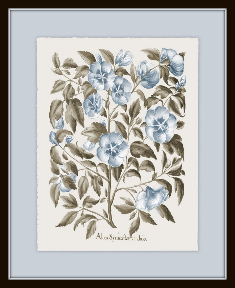 Vintage Sepia and Blue Botanical Print Set No. 3, Botanical Art, Vintage Botanical Prints, Wall Art, Collage Art, Home Decor image 5