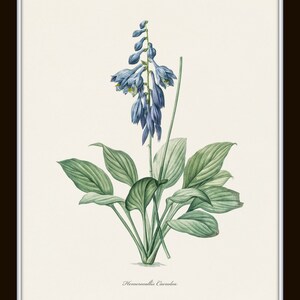 Blue Botanical Print Set No. 27, Redoute Botanical Prints, Blue Flower Prints, Wall Decor, Botanical Print Set image 4