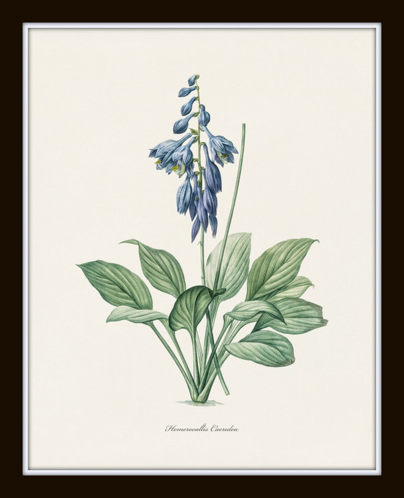 Blue Botanical Print Set No. 27, Redoute Botanical Prints, Blue Flower Prints, Wall Decor, Botanical Print Set image 4