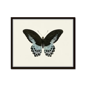 French Butterfly Print No. 3, Antique Butterfly Print, Vintage Butterfly Art, Giclee, Wall Art, Home Decor, Vintage Butterfly Print