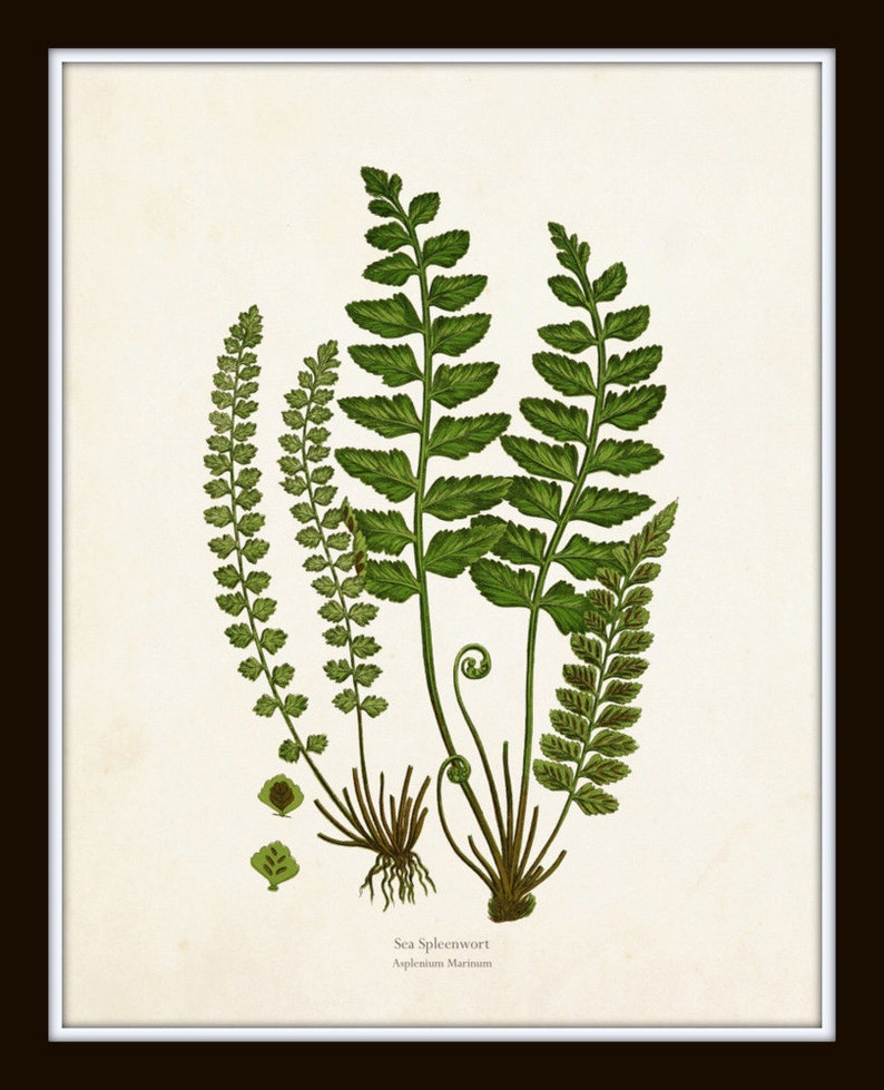 Puede incluir: Una ilustraci&oacute;n bot&aacute;nica vintage de un helecho Asplenium Marinum, tambi&eacute;n conocido como Doradilla mar&iacute;tima. La ilustraci&oacute;n presenta una representaci&oacute;n detallada de los frondes verdes del helecho y sus hojas enroscadas.