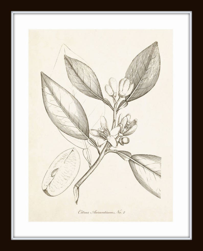 Sepia Citrus Etchings Print Set No. 25 Botanical Prints - Etsy