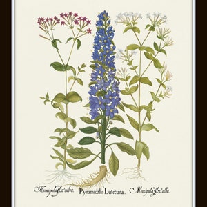 May include: A botanical illustration of three plants. The center plant has blue bell-shaped flowers and green leaves. The plant on the left has pink flowers and green leaves. The plant on the right has white flowers and green leaves. The text "Muscipula flor. rubro. Pyramidalis Lutetiana. Muscipula flor. albo." is printed below the plants.