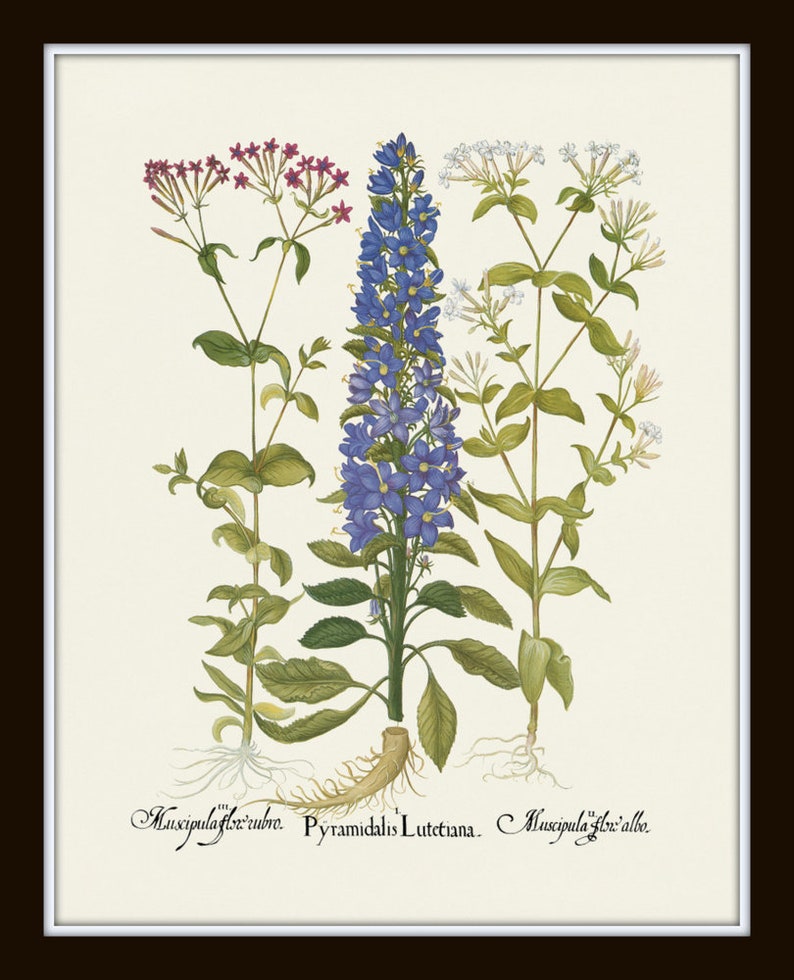 May include: A botanical illustration of three plants. The center plant has blue bell-shaped flowers and green leaves. The plant on the left has pink flowers and green leaves. The plant on the right has white flowers and green leaves. The text "Muscipula flor. rubro. Pyramidalis Lutetiana. Muscipula flor. albo." is printed below the plants.