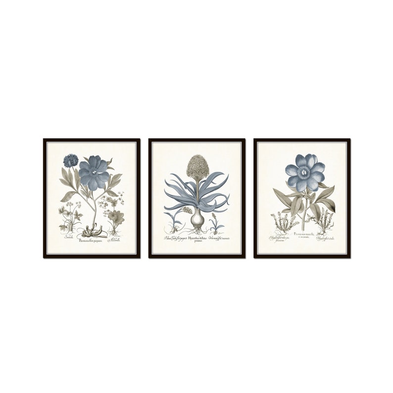 Vintage Sepia and Blue Botanical Print Set No. 12, Set of 3 Prints ...