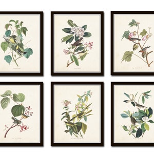 Audubon Birds Print Set No. 24, Botanical Prints, Illustration, Collage, Vintage Bird Prints, Giclee, Art, Prints, Bird Prints, Audubon