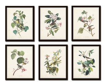 Audubon Birds Print Set No. 24, Botanical Prints, Illustration, Collage, Vintage Bird Prints, Giclee, Art, Prints, Bird Prints, Audubon