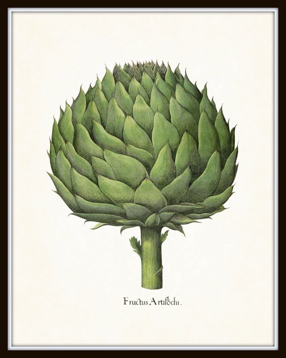 Artichoke Botanical Drawing Print French Artichoke Illustration 4 x 6"-16 x 24"