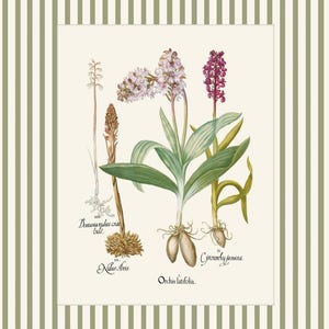 May include: A vintage botanical illustration of various orchid species, including Orchis latifolia, with detailed drawings of the flowers, leaves, and roots. The illustration is labeled with the scientific names of the plants.