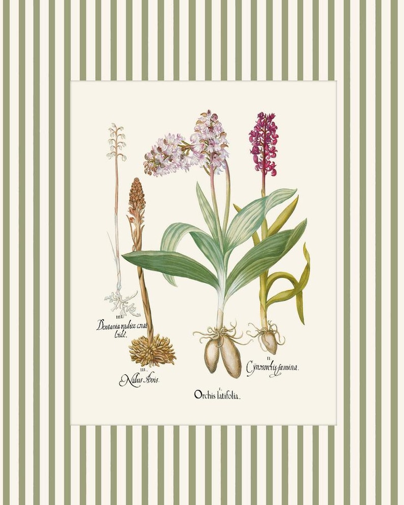 May include: A vintage botanical illustration of various orchid species, including Orchis latifolia, with detailed drawings of the flowers, leaves, and roots. The illustration is labeled with the scientific names of the plants.