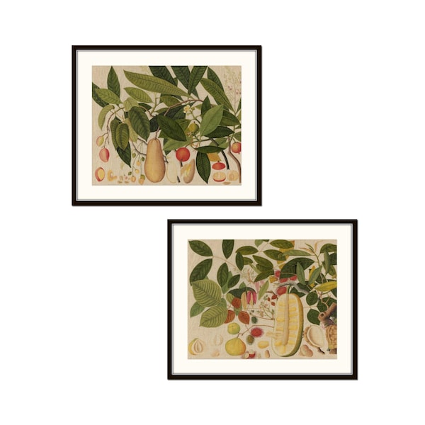 Antique Tropical Fruit Print Set, Set of Two Antique Chinese Fruit Prints, Botanical Prints Unframed