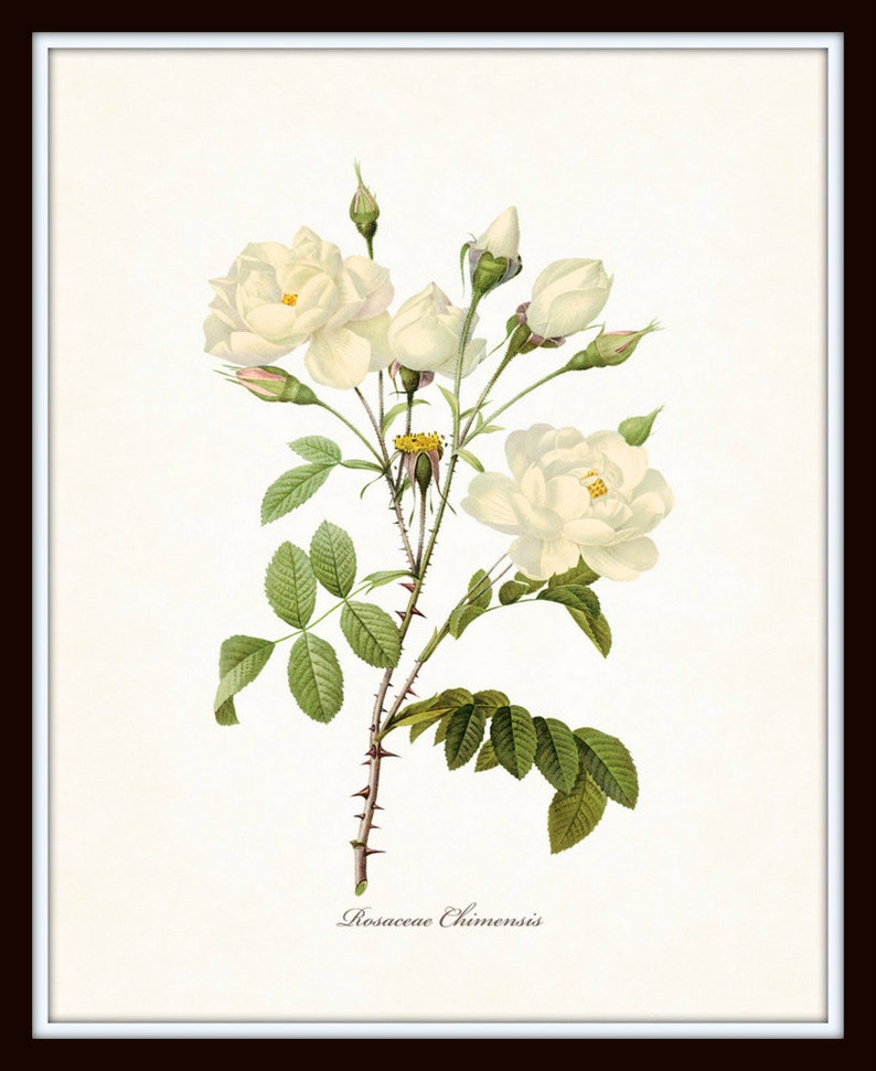 White Botanical Print Set No. 4, Botanical Print, Giclee, Art Print, Botanical Prints, Vintage Botanical, White Flower Prints, Rose, Peony Bild 3