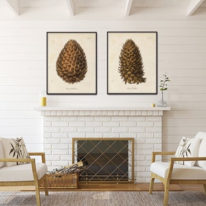 Vintage Pinecone Print Set, Giclee, Art Print, Botanical Print Set, Conifer Prints, Rustic Cabin Art, Woodland Art, Botanical Prints image 5